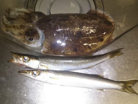 用宗漁港　コウイカ２匹とカマス２匹